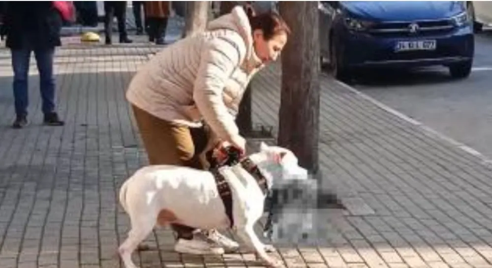 Avcılar