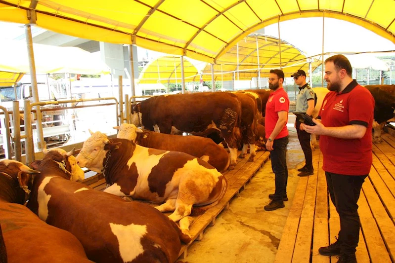 İSTANBUL’DA KURBANLIK DENETİMLERİ BAŞLADI